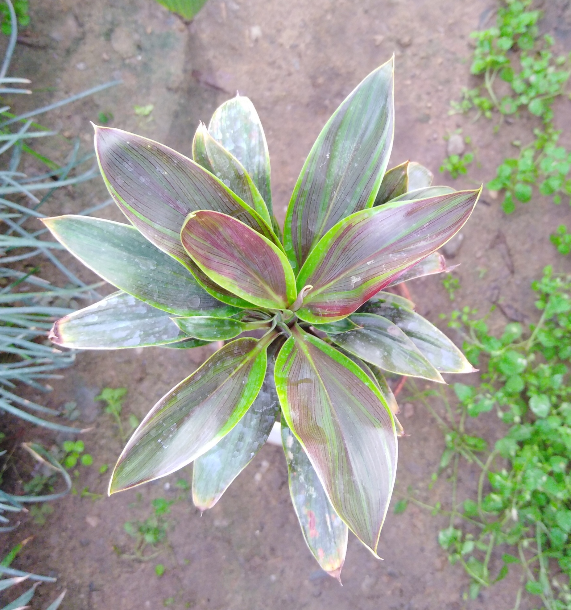 Коллекции растений ЦСБС СО РАН - Cordyline fruticosa (L.) A.Chev. cv ...